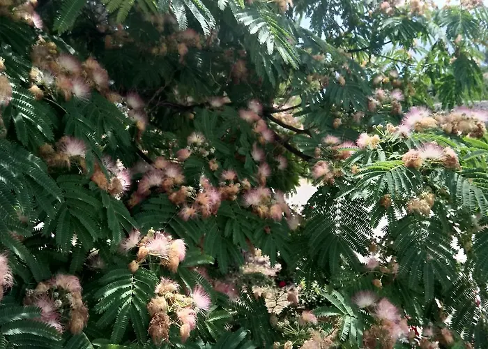 假日公园 Mobile Palma