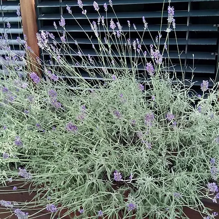 Üdülőpark Mobile Palma *