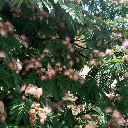 Üdülőpark Mobile Palma